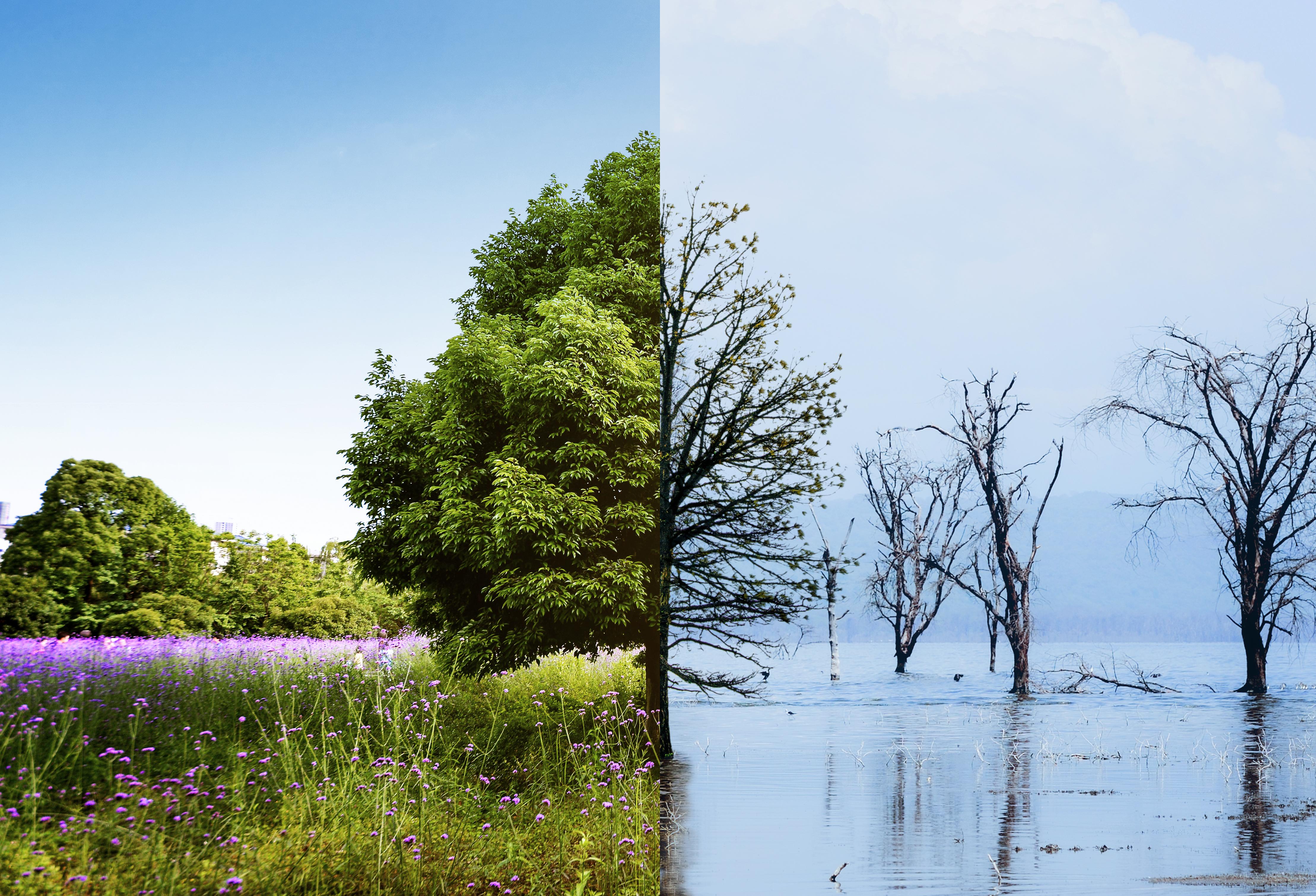 Forêt et Biodiversité